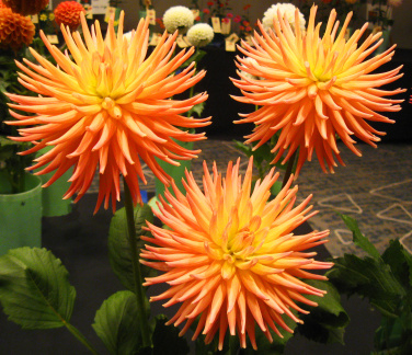 Dahlia ' HOLLYHILL PEACHY KEEN '  (S.C.)  Kennedy T. &amp; M.  USA  2022  ADS Show Virginia, USA 2022  (David Brown)